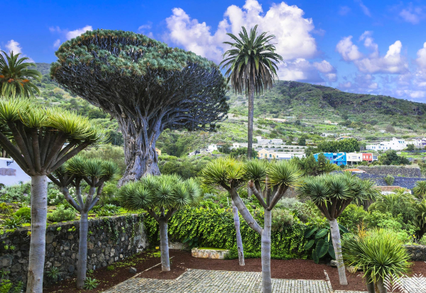 Icod de los Vinos - city of the Ancient Dragon Tree