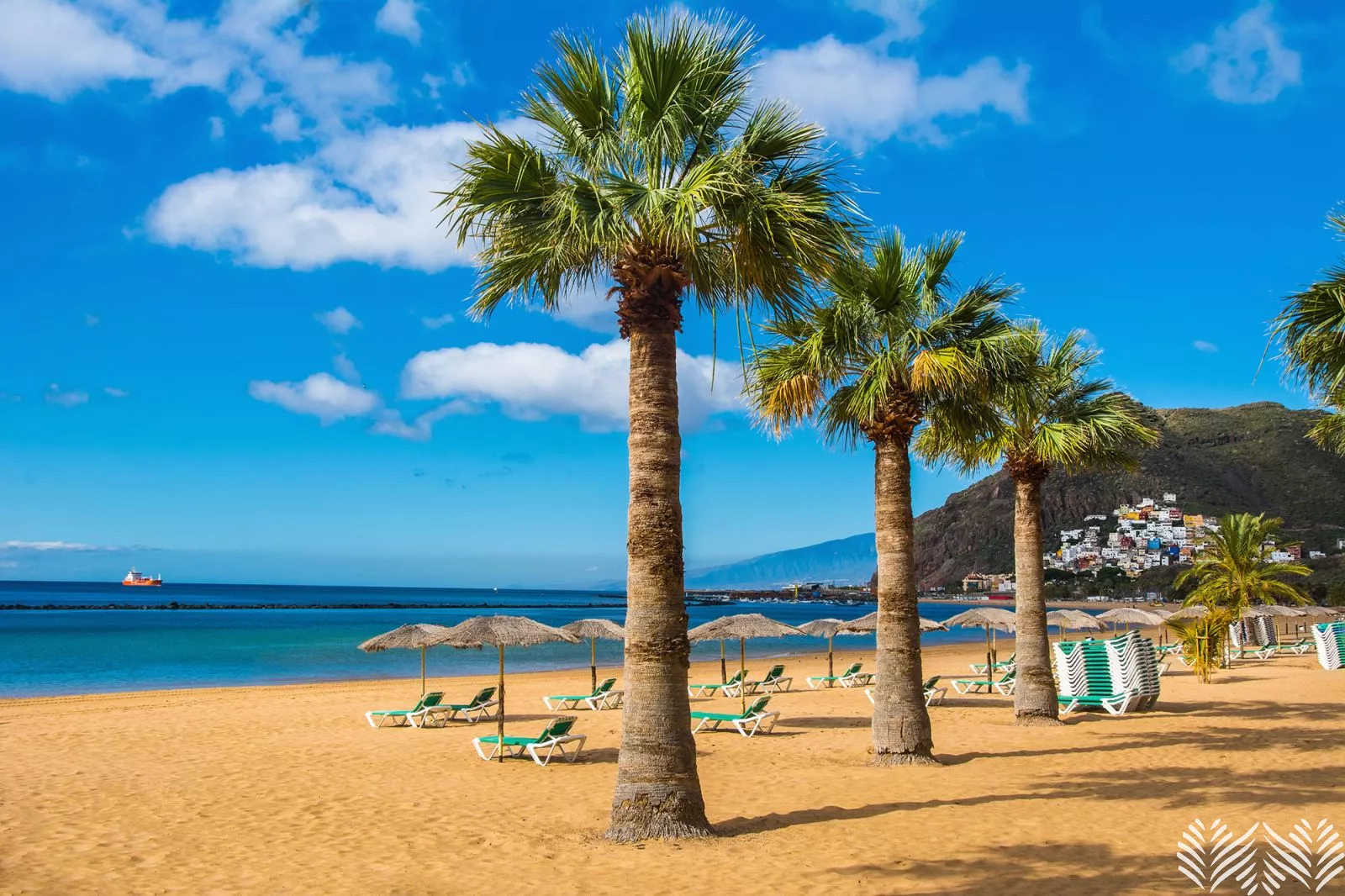 Playa de las Teresitas Palm trees